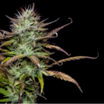 Qual Cannabis tem mais THC?