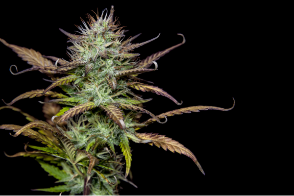 Qual-cannabis-tem-mais-thc-CBD4Me